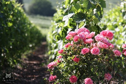 Les rosiers, très beaux mixés à la vigne, mais également efficaces pour détecter certaines maladies (le rosier les contracte avant la vigne).